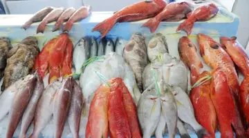 أسعار الأسماك والمأكولات البحرية اليوم الخميس في سوق العبور